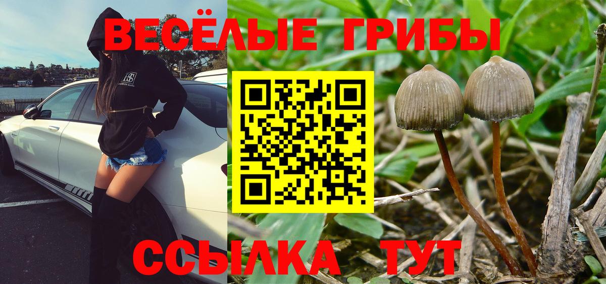 Псилоцибиновые грибы мицелий Аргун