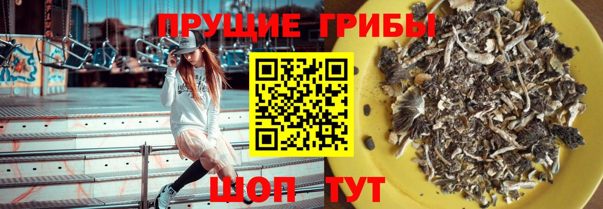 Галлюциногенные грибы Psilocybe Аргун